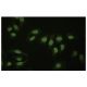 HNF-4α Antibody (Q-15) - Immunofluorescence - Image 35780