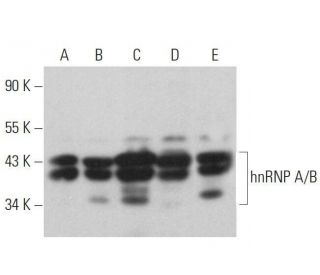 hnRNP A/B Antibody (G-10) - Western Blotting - Image 359073 