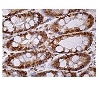 hnRNP A1 Antibody (D-4) - Immunohistochemistry - Image 159093 