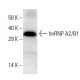 hnRNP A2/B1 Antibody (4H10) - Western Blotting - Image 38332