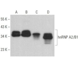 hnRNP A2/B1 Antibody (B-7) - Western Blotting - Image 379432 