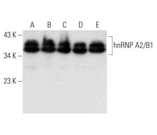 hnRNP A2/B1 Antibody (B-8) - Western Blotting - Image 297909 