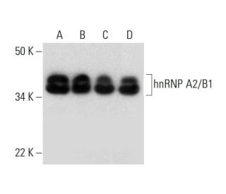 hnRNP A2/B1 Antibody (C-3) - Western Blotting - Image 297066 