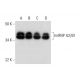 hnRNP A2/B1 Antibody (C-3) - Western Blotting - Image 297066 