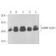hnRNP A2/B1 Antibody (C-3) - Western Blotting - Image 354520 
