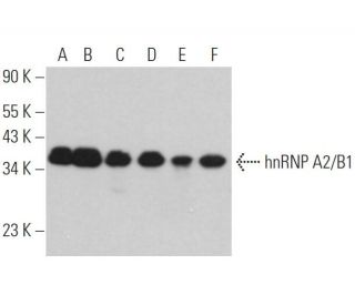 hnRNP A2/B1 Antibody (C-3) - Western Blotting - Image 361511