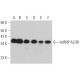hnRNP A2/B1 Antibody (C-3) - Western Blotting - Image 361511