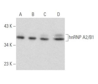 hnRNP A2/B1 Antibody (DP3B3) - Western Blotting - Image 355823 