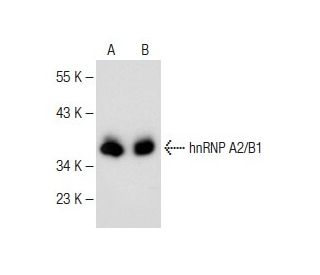 hnRNP A2/B1 Antibody (E-2) - Western Blotting - Image 147903 