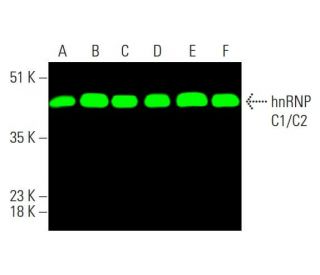 hnRNP C1/C2 Antibody (4F4) - Western Blotting - Image 378870 