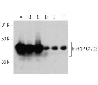 hnRNP C1/C2 Antibody (4F4) - Western Blotting - Image 359929