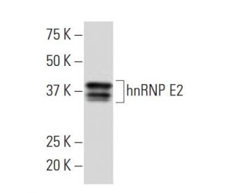 hnRNP E2 Antibody (23-G) - Western Blotting - Image 34497 