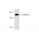 hnRNP E2 Antibody (B-7) - Western Blotting - Image 332779