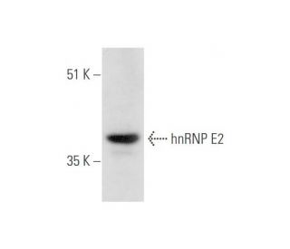 hnRNP E2 Antibody (F-3) - Western Blotting - Image 333658