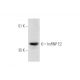 hnRNP E2 Antibody (F-3) - Western Blotting - Image 333658