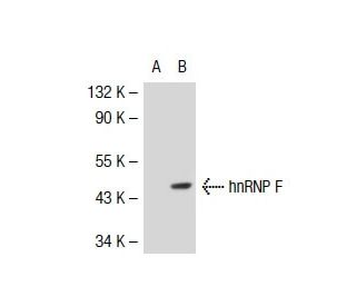 hnRNP F Antibody (3H4) - Western Blotting - Image 39074