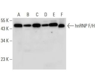hnRNP F/H Antibody (B-10) - Western Blotting - Image 309626 