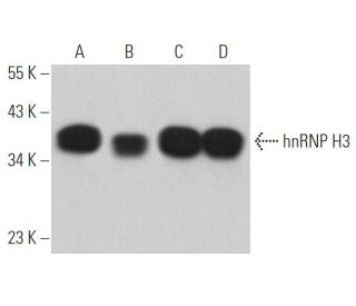 hnRNP H3 Antibody (D-4) - Western Blotting - Image 365446 