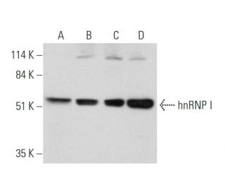 hnRNP I Antibody (A-4) - Western Blotting - Image 344708 