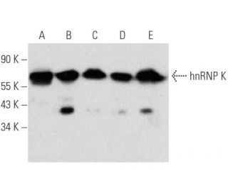 hnRNP K Antibody (D-6) - Western Blotting - Image 354690 