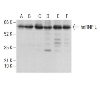 hnRNP L Antibody (A-11) - Western Blotting - Image 378199 