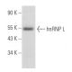 hnRNP L Antibody (F-9) - Western Blotting - Image 356699