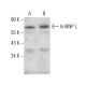 hnRNP L Antibody (F-9) - Western Blotting - Image 382281 