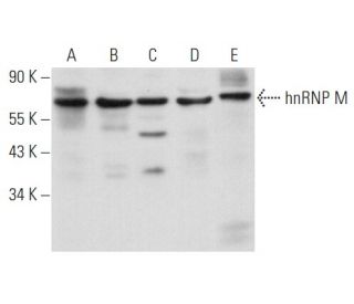 hnRNP M Antibody (A-12) - Western Blotting - Image 356885 