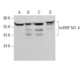 hnRNP M1-4 Antibody (1D8) - Western Blotting - Image 373592 