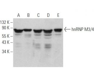hnRNP M3/4 Antibody (2A6) - Western Blotting - Image 373412 