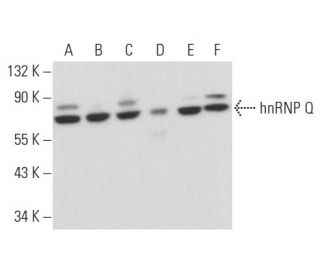 hnRNP Q Antibody (B-8) - Western Blotting - Image 358041 