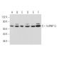 hnRNP Q Antibody (G-6) - Western Blotting - Image 358043 
