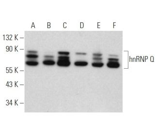 hnRNP Q Antibody (I8E4) - Western Blotting - Image 374156 