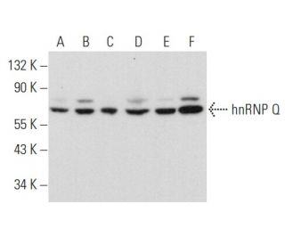 hnRNP Q Antibody (G-6) - Western Blotting - Image 358043