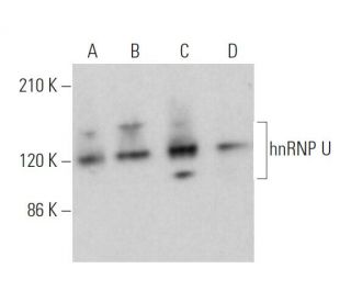 hnRNP U Antibody (D-2) - Western Blotting - Image 373383 