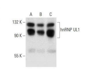 hnRNP UL1 Antibody (C-2) - Western Blotting - Image 299446 