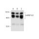 hnRNP UL1 Antibody (C-2) - Western Blotting - Image 299446 