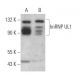 hnRNP UL1 Antibody (C-2) - Western Blotting - Image 366729 