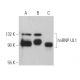 hnRNP UL1 Antibody (C-2) - Western Blotting - Image 366766