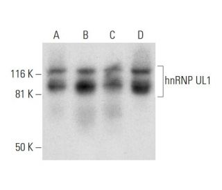 hnRNP UL1 Antibody (C-4) - Western Blotting - Image 295825 