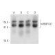 hnRNP UL1 Antibody (C-4) - Western Blotting - Image 295825 