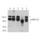 hnRNP UL1 Antibody (C-4) - Western Blotting - Image 366736 