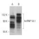 hnRNP UL1 Antibody (C-4) - Western Blotting - Image 366765