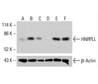 HNRPLL Antibody (A-4) - Western Blotting - Image 415127 