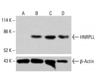 HNRPLL Antibody (H-4) - Western Blotting - Image 415108 