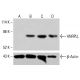 HNRPLL Antibody (H-4) - Western Blotting - Image 415108 