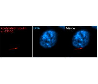 acetylated &alpha; Tubulin (6-11B-1): sc-23950. Immunofluorescent staining of methanol fixed, serum-starved human retinal 