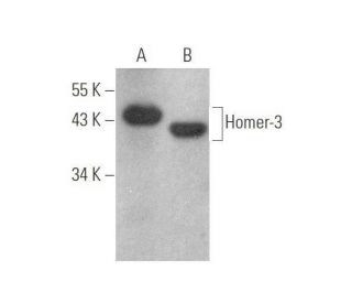 Homer-3 Antibody (E-2) - Western Blotting - Image 352458 