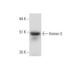 Homer-3 Antibody (G-2) - Western Blotting - Image 325103 