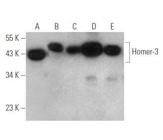 Homer-3 Antibody (H-5) - Western Blotting - Image 352457 